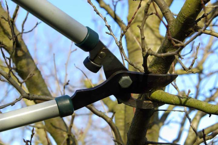 Élagage arbre Mondeville